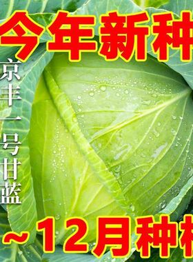 特大杂交甘蓝包菜种子中熟薄皮甘蓝种籽耐热耐寒蔬菜扁圆包菜种籽