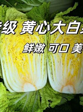 黄心白菜种子秋季大白菜籽北方冬储菜种耐寒秋冬季蔬菜种子正品