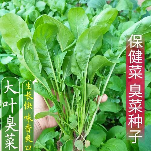 保健菜臭菜种子东北芝麻菜籽臭菜籽春秋季阳台盆栽菜园野菜蔬菜种