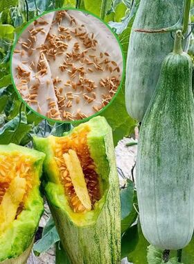 正宗羊角蜜甜瓜春秋种当季新鲜应季水果脆甜蜜瓜羊角脆脆甜多汁