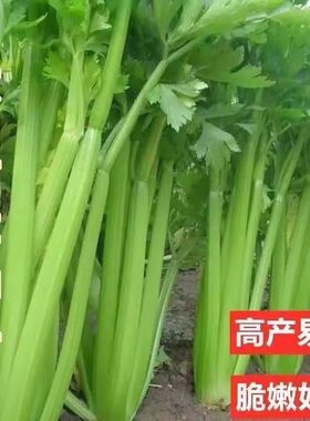 当季大肉西芹种子阳台盆栽耐寒芹菜种子正宗西芹四季新鲜榨汁菜籽