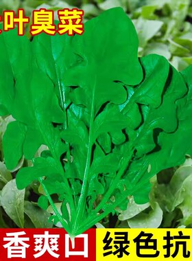 大叶臭菜种子东北芝麻菜籽臭菜籽春秋季阳台菜园盆栽野菜蔬菜种子