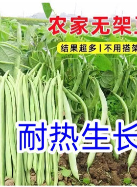 耐热无架四季豆种子地豆芸豆豇豆种不搭架无筋豆角阳台菜豆蔬菜种