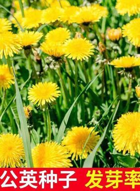 野生蒲公英种子纯新籽孑婆婆丁根茶四季易播阳台盆栽野菜蒲公英