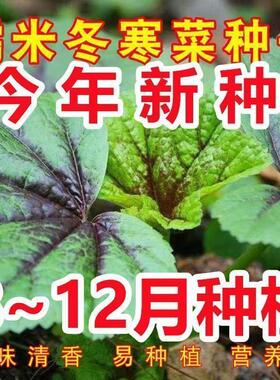 糯米冬寒菜种子优质高钙滑肠菜耐热冬葵菜营养小青菜四季蔬菜种子