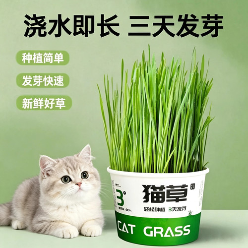 懒人泡面猫草盆栽浇长猫咪零食
