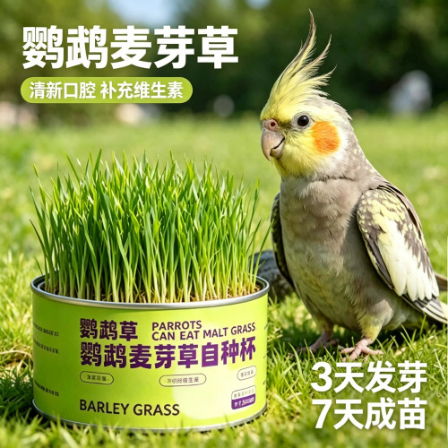 鹦鹉麦芽草粮大麦种子促进消化