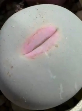 【肉锥V嘴】sh434青蛙种源特选大嘴基因粉嘴蓝皮大型优选柏实花园