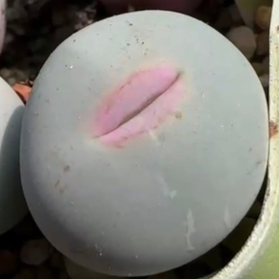 【肉锥V嘴】sh434青蛙种源特选大嘴基因粉嘴蓝皮大型优选柏实花园