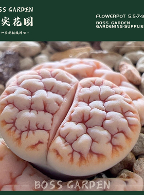 多肉植物生石花青蛙c189荒玉优选懒人好养盆栽柏实花园