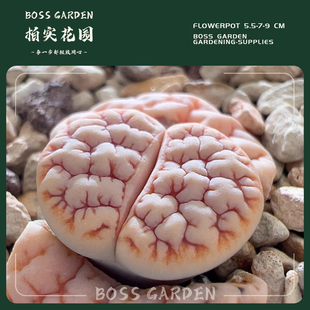 多肉植物生石花青蛙c189荒玉优选懒人好养盆栽柏实花园