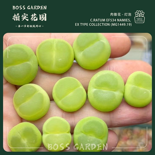 多肉植物肉锥大王拉登EF534优选特精品懒人好养室内盆栽柏实花园