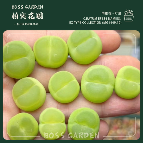多肉植物肉锥大王拉登EF534优选特精品懒人好养室内盆栽柏实花园