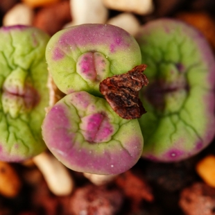 【肉锥中型红嘴】SH2736中大型红嘴香肠嘴凹脸优选柏实花园