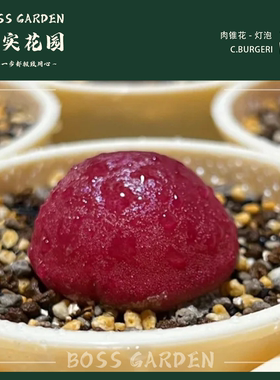 多肉植物肉锥红灯泡sh409可爱懒人好养室内盆栽柏实花园