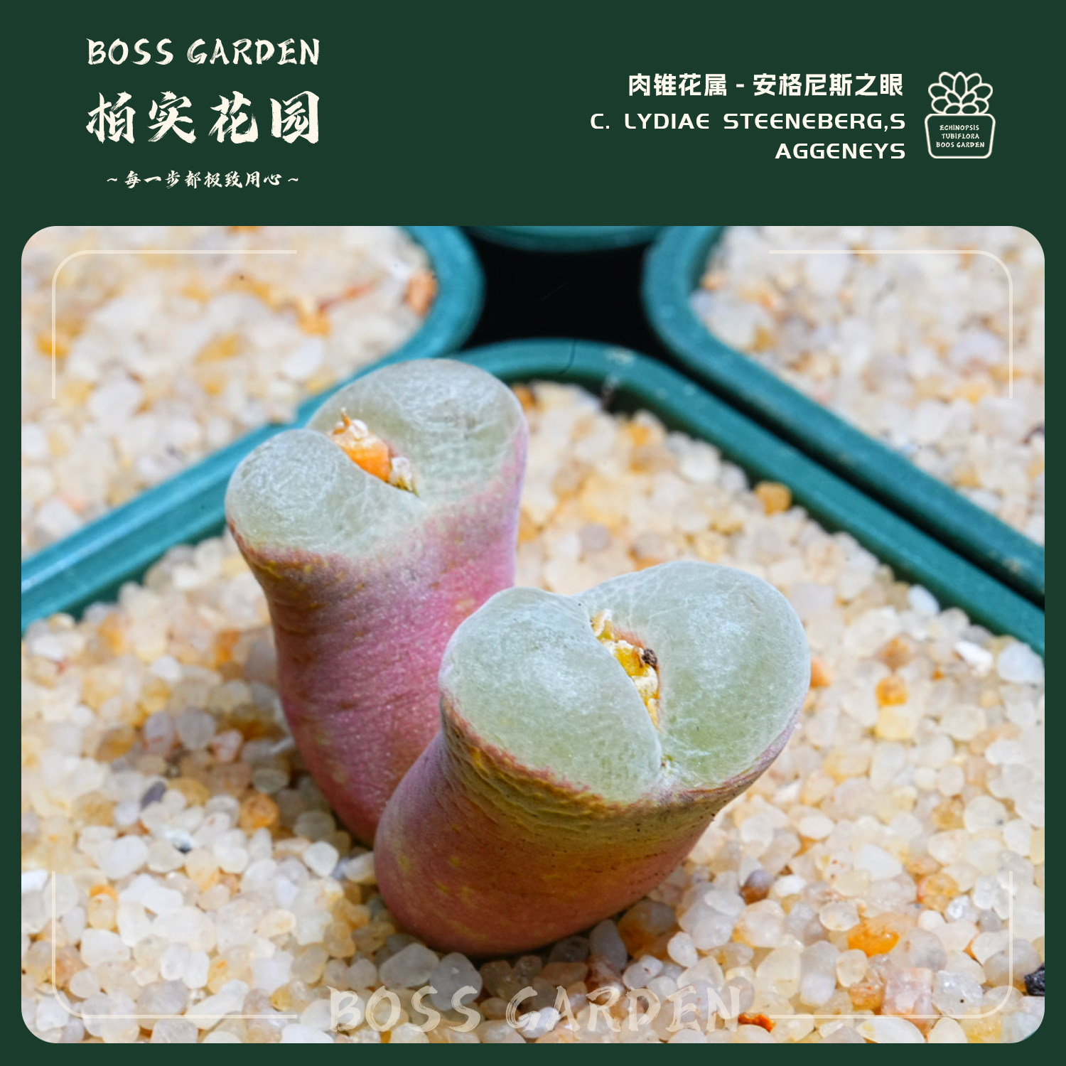 多肉植物肉锥花莉迪亚风铃安格尼斯之眼特选纽扣厚窗懒人好养盆栽