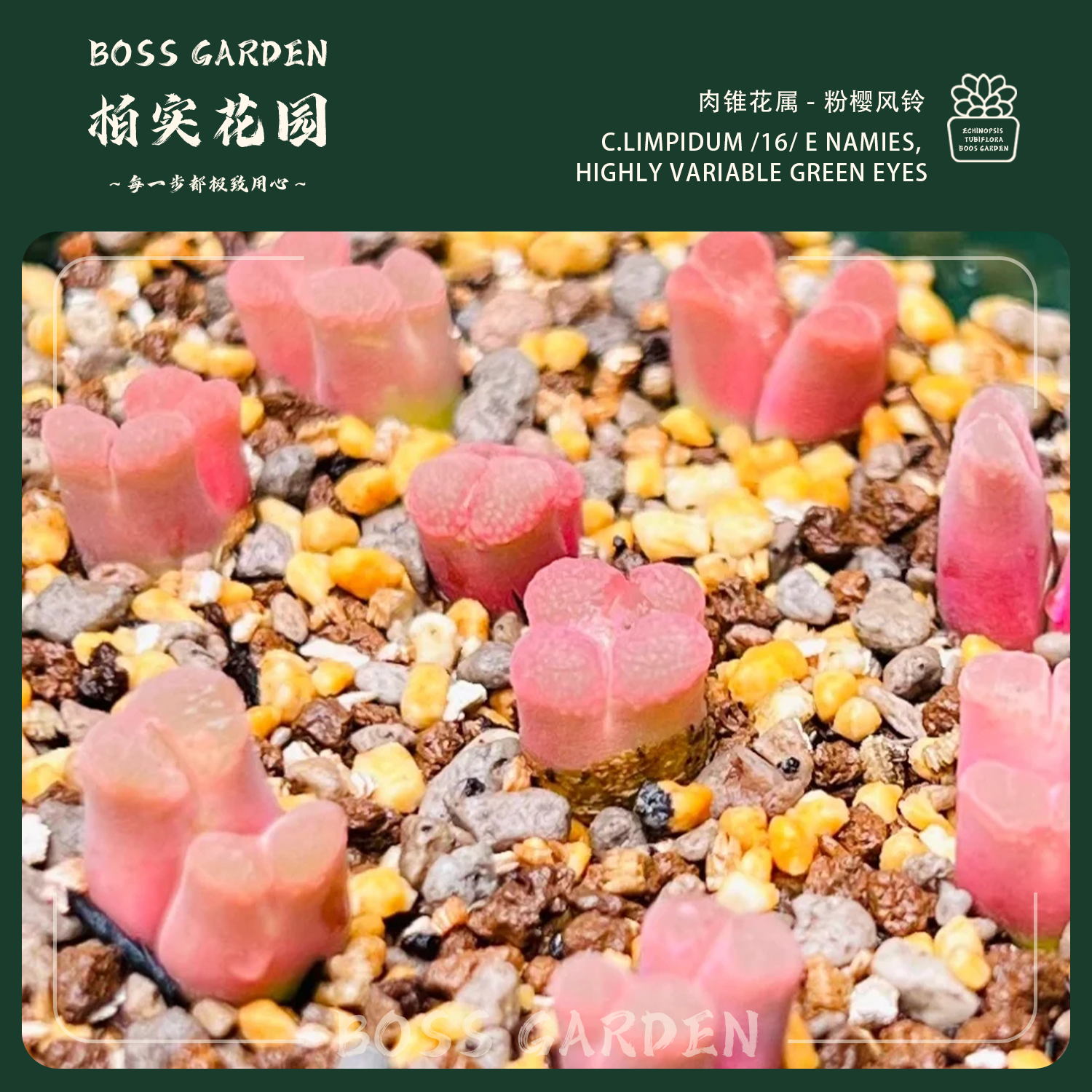多肉植物肉锥樱花风铃粉樱1453.9精品懒人好养室内盆栽柏实花园