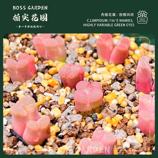 多肉植物肉锥樱花风铃粉樱1453.9精品懒人好养室内盆栽柏实花园