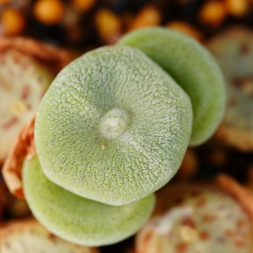【肉锥小毛饼】liliput小型毛饼匈牙利种源优选稀有肉锥柏实花园