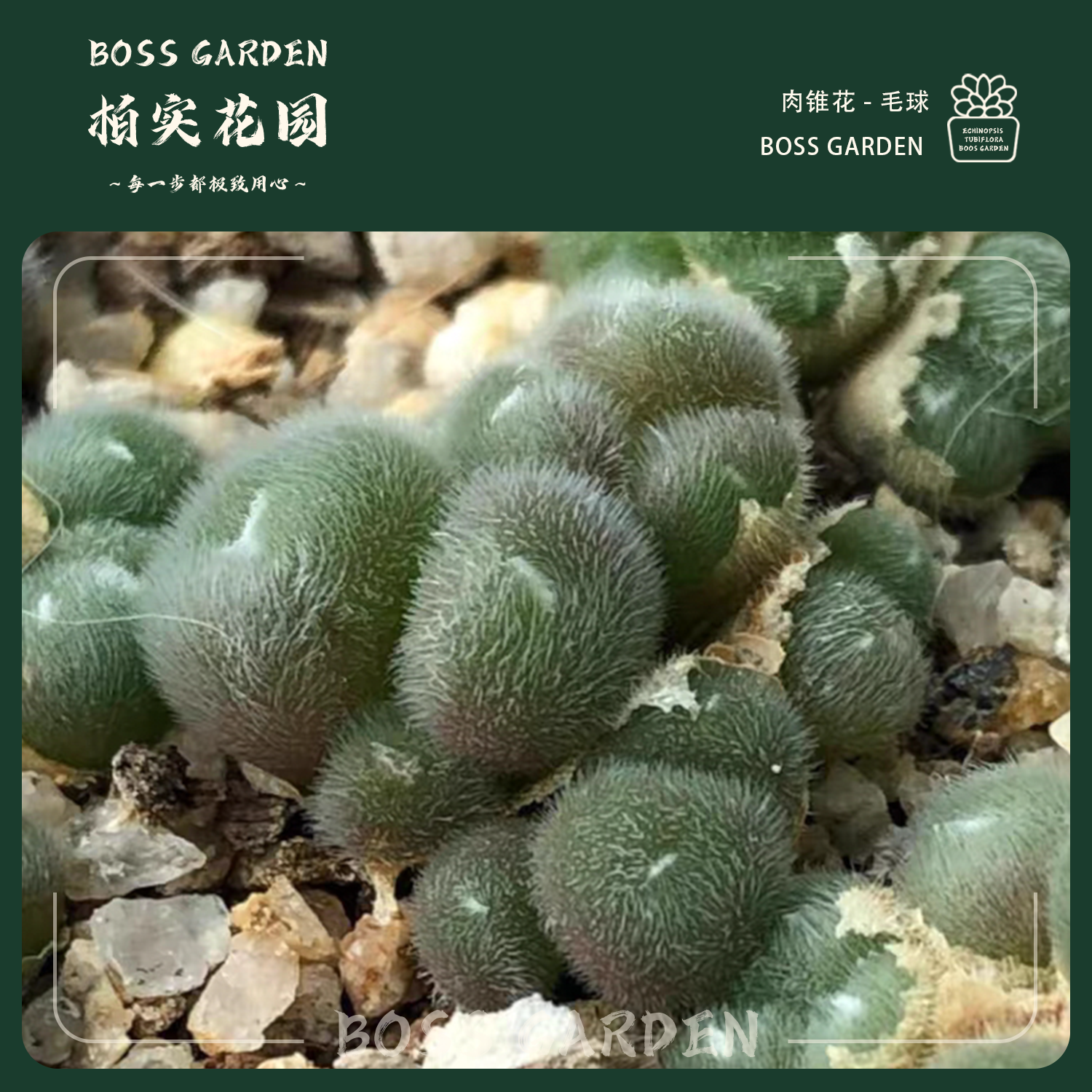 多肉植物肉锥毛球混合毛绒肉锥懒人好养室内盆栽柏实花园