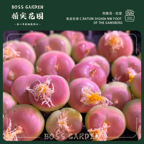 【肉锥拉登】拉登sh1200番杏肉锥阳台盆栽精品可爱嘟嘟唇柏实花园