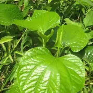 蝼叶野菜假荖叶兴隆正宗