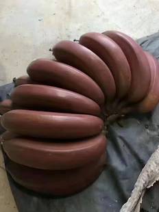 海南红皮香蕉包邮当季孕妇小孩新鲜水果红果咖啡蕉美人红香蕉