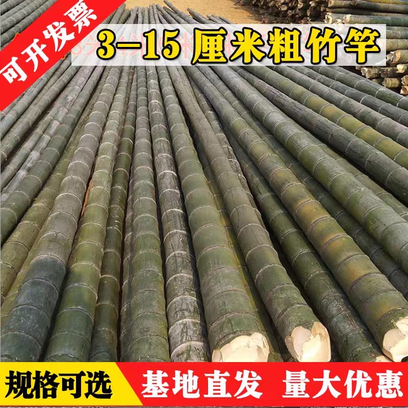 菜园搭架毛竹都是新竹竿量大优惠