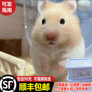 【顺丰包邮】包活金丝熊活物长毛家养短毛仓鼠巨型大体宠物鼠米熊