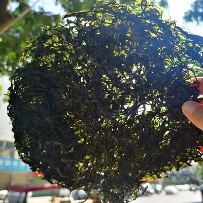 六鳌头水紫菜250克免洗无沙