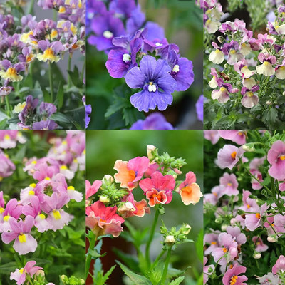 龙面花花苗开花机器爆花满额包邮