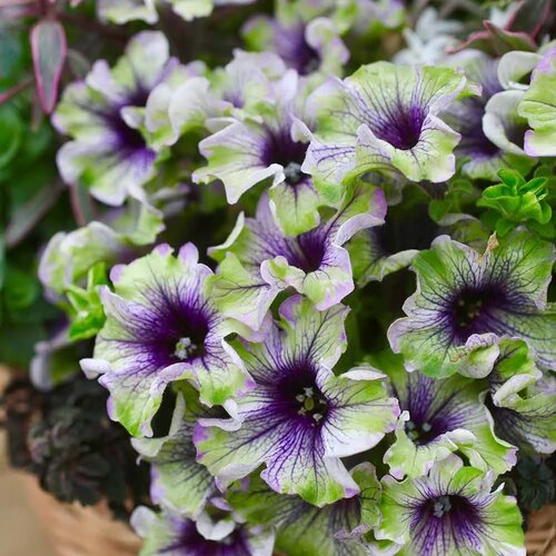 矮牵牛小精灵花期长新品花苗