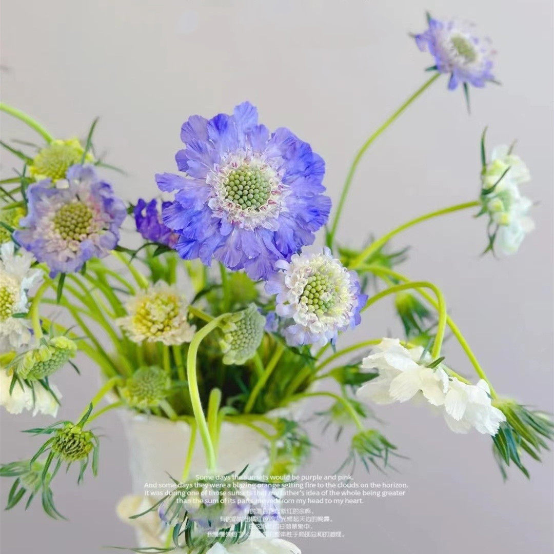 满28包邮  蓝盆花穴盘苗高加索系阳台庭院花园盆栽植物耐寒多年生