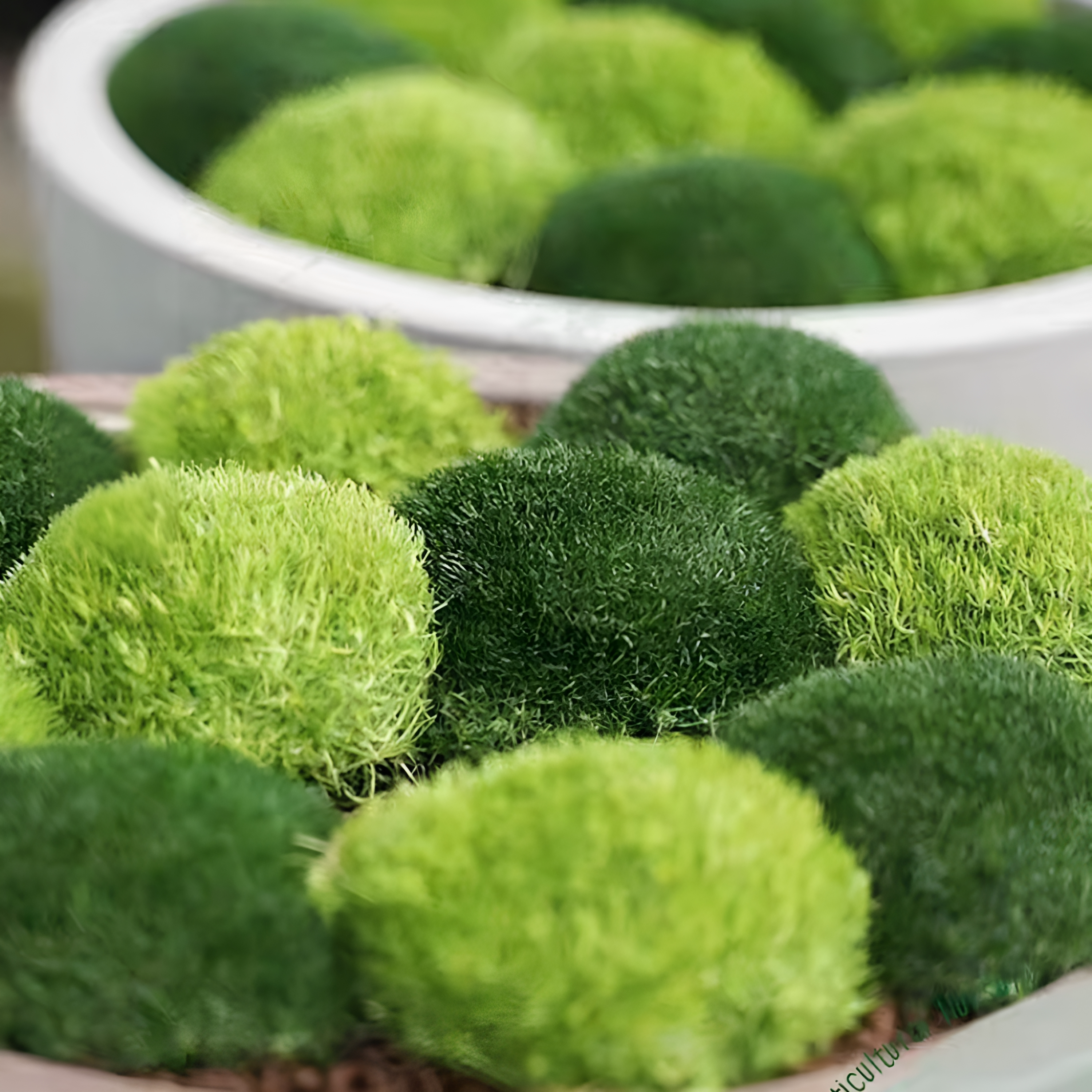 满28包邮新品爱尔兰珍珠草地被植物园林景观草坪花镜组盆植物盆栽