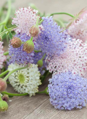 翠珠穴盘苗蕾丝花翠株盆栽阳台庭院组合草花清新趣味  满18元包邮