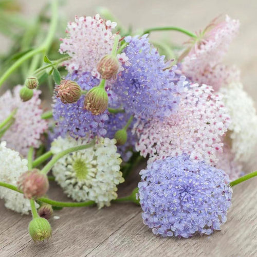 翠株花蕾丝花花多春季