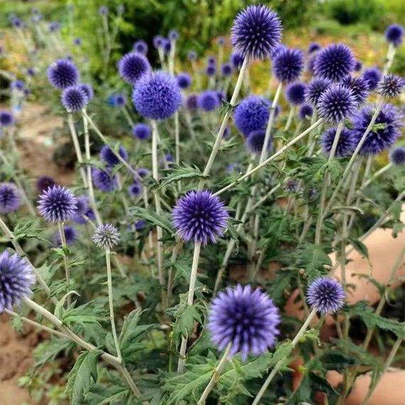 进口蓝星球蓝刺头蓝刺芹花苗盆栽大苗阳台庭院组合花境宿根花卉