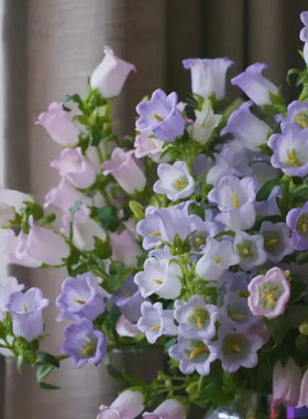 风铃草穴盘苗阳台庭院花园组合盆栽绿植高杆切花趣味耐寒满18包邮
