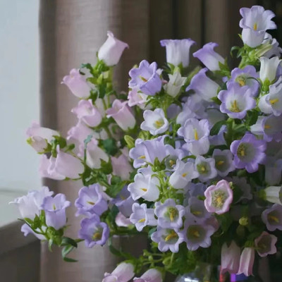 风铃草花苗四季可种包邮酒杯风铃