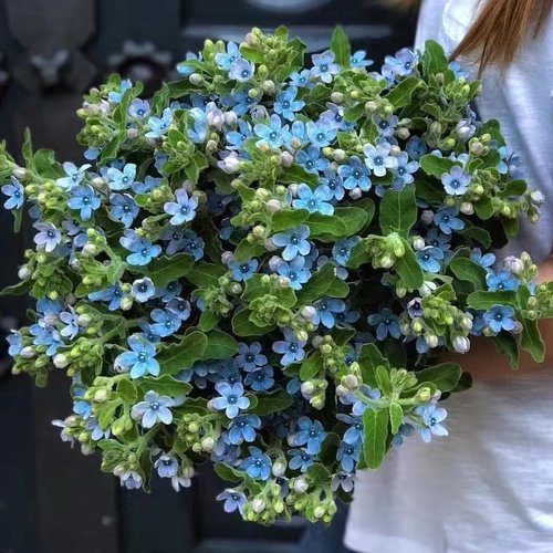 圆瓣蓝星花苗小蓝花朵多年生进口