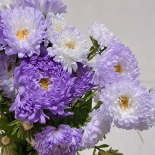 翠菊穴盘苗盆栽公爵夫人好养花量大阳台庭院花园切花植物满18包邮