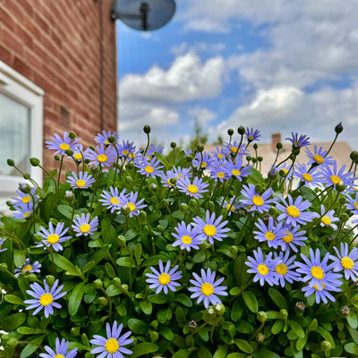 蓝雏菊花苗阳台庭院花园组合盆栽