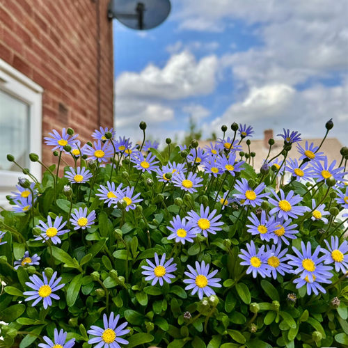 蓝雏菊花苗阳台庭院花园组合盆栽
