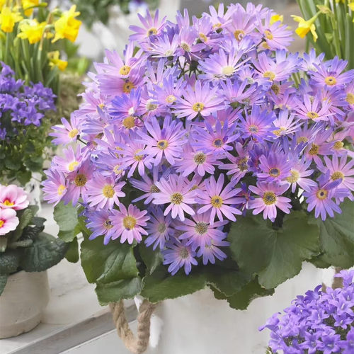 瓜叶菊花苗满额包邮花期长花量大