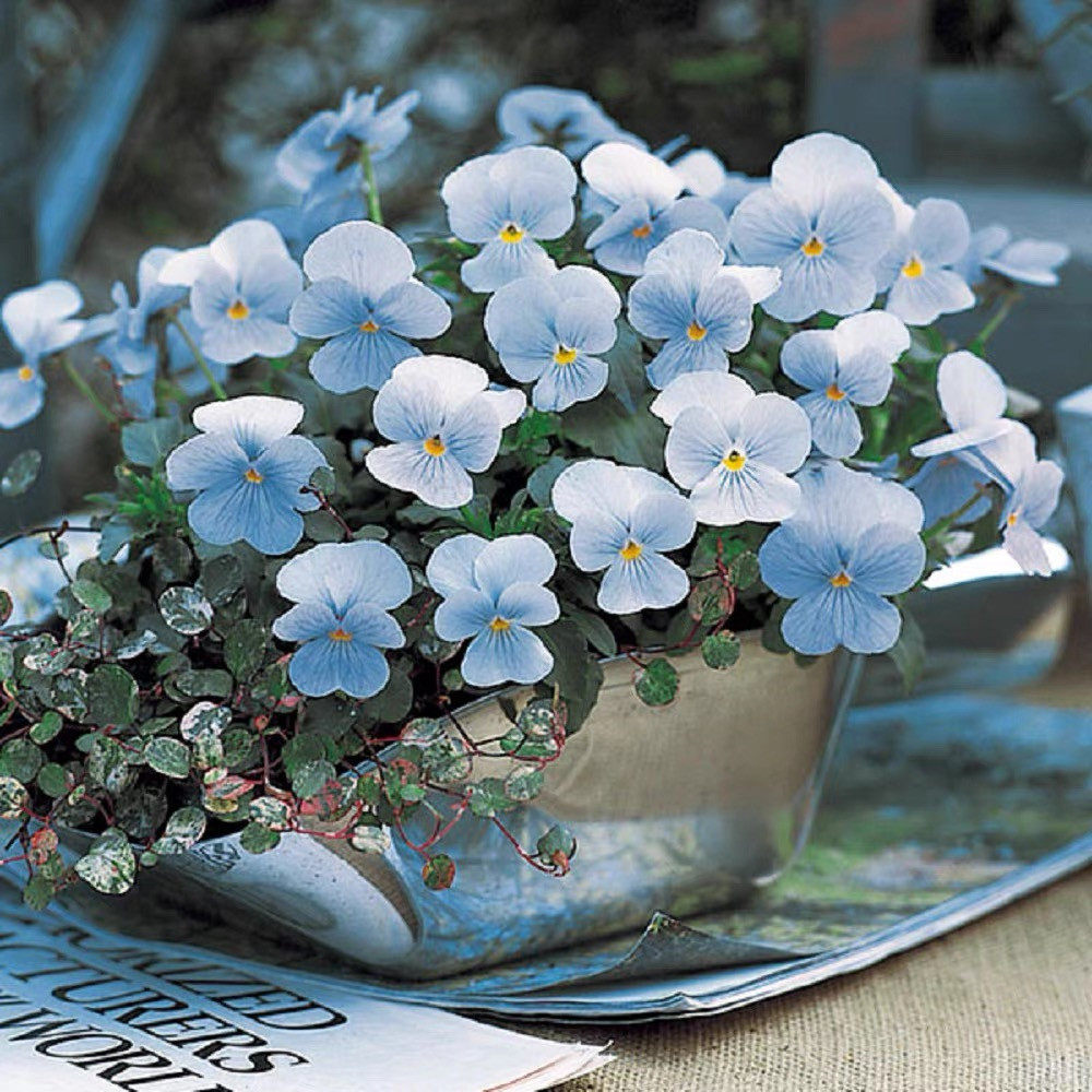 38元包邮角堇花苗古风珍品系列阳台庭院盆栽绿植室内外耐寒花期长