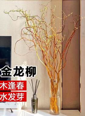 黄金龙柳鲜枝水培植物室内好养活绿植高级感客厅旺宅真花遇水生根