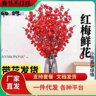 带花水培红梅花桃花树干枝珍珠李鲜花室内花卉雪柳盆栽切