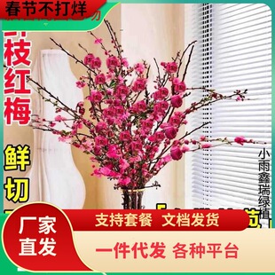 带花水培红梅花桃花树干枝珍珠李鲜花室内花卉雪柳盆栽切