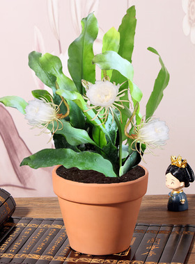 昙花苗室内阳台庭院植物绿色大盆栽盆景花卉昙花一现适合新手养殖