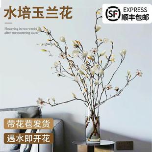 白玉兰花水培干枝鲜切带花苞鲜枝室内办公室植物四季绿植好养花卉